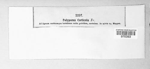 Oxyporus image